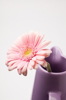 gerbera çiçek