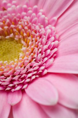 gerbera çiçek