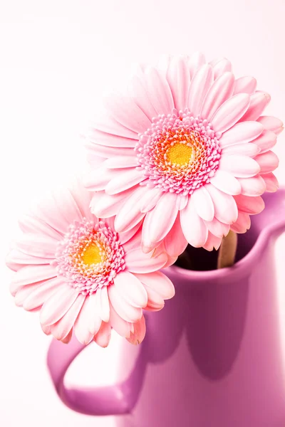 Ζέρμπερες λουλουδιών — Φωτογραφία Αρχείου