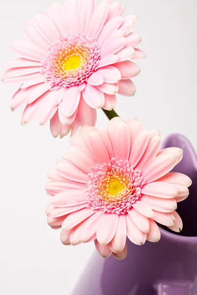 Gerbera ดอกไม้ตามราค — ภาพถ่ายสต็อก