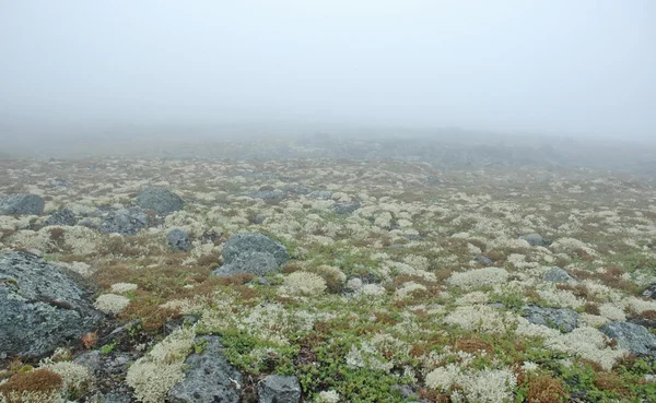 Туман и мох — стоковое фото