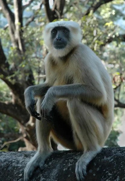 Macaco. Imagem De Stock