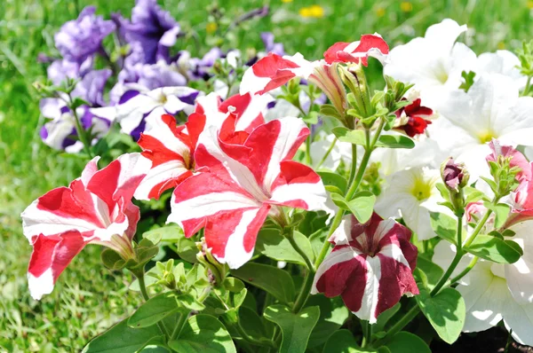 stock image Beautiful seasonal flowers