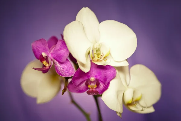 Flores de flor de orquídea macro Imagem De Stock