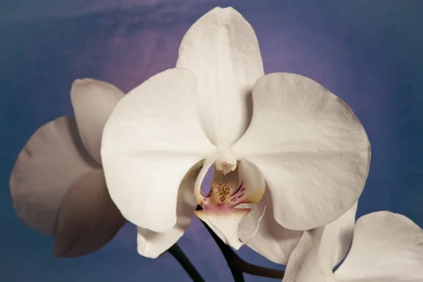Цветущие орхидеи — стоковое фото