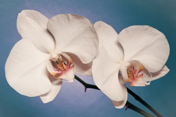 Macro flores de la orquídea — Foto de Stock