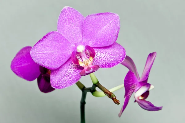 Hermosa Orquídea Rosa Sobre Fondo Gris — Foto de Stock