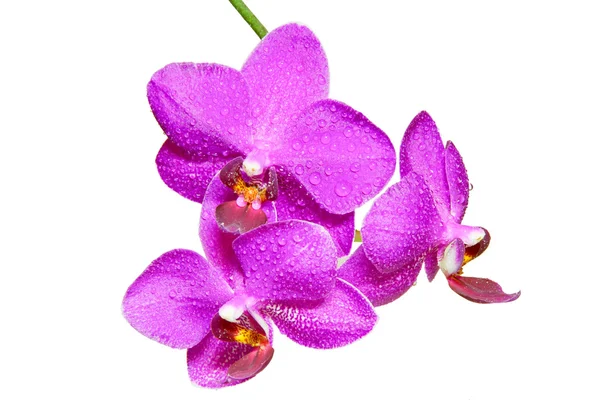 Orchidee in dauw — Stockfoto
