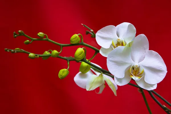 Kırmızı zemin üzerine beyaz orkide — Stok fotoğraf