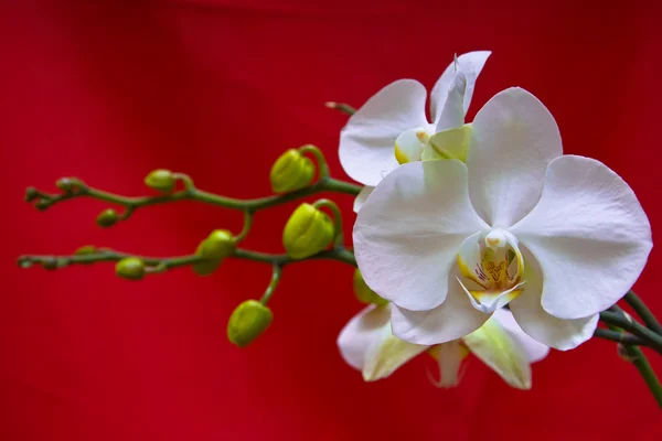Kırmızı zemin üzerine beyaz orkide — Stok fotoğraf