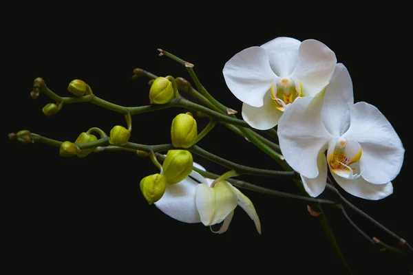 Beyaz Orkide Stok Fotoğraf