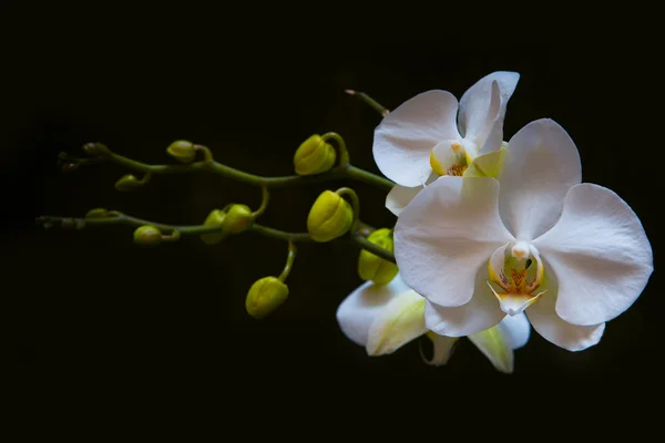 Vit orkidé Royaltyfria Stockbilder