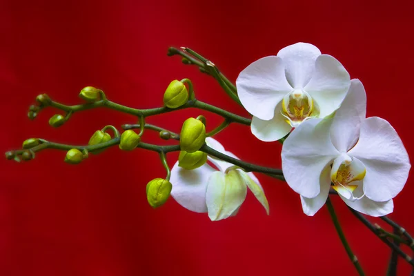 Vit orkidé på röd bakgrund Royaltyfria Stockfoton