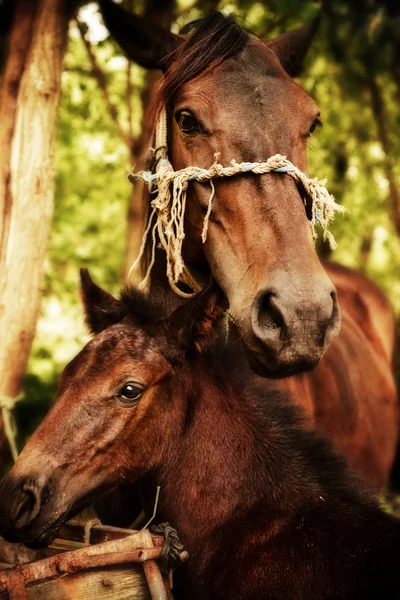 Mor och baby häst — Stockfoto