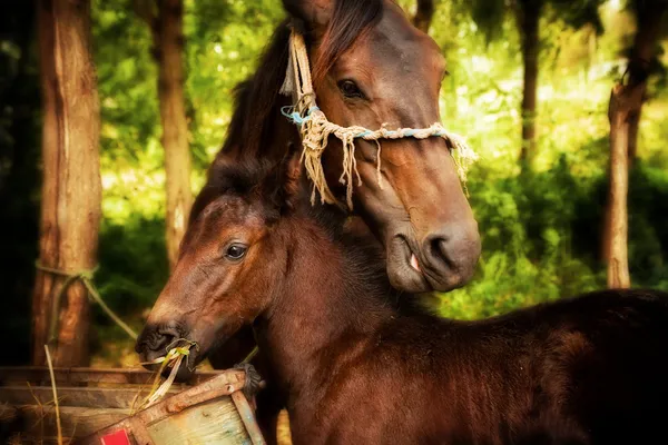 Anya és bébi ló — Stock Fotó