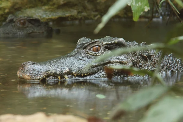 Crocodile, reptile, — Stock Photo, Image