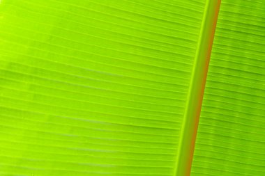 Banana leaf background clipart