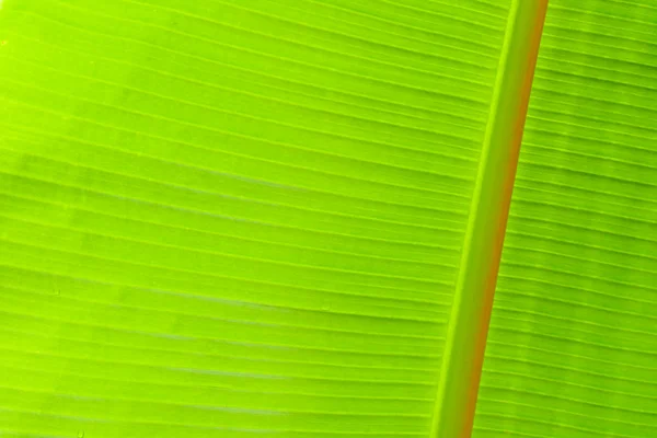 stock image Banana leaf background