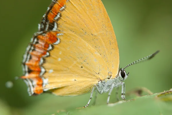 stock image Yellow butterfly closeup (2)