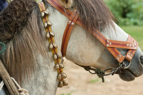 Пристегнутая лошадь — стоковое фото