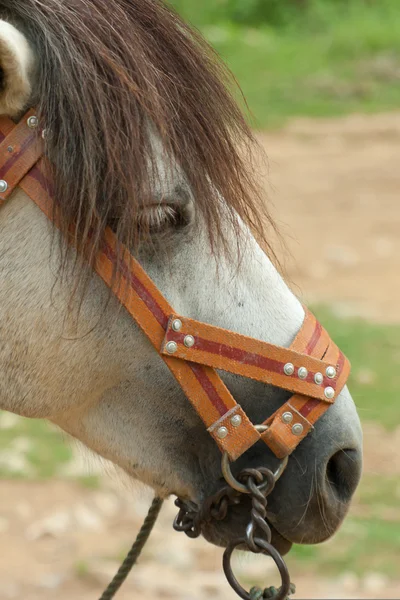 Porträtt av ridning häst — Stockfoto