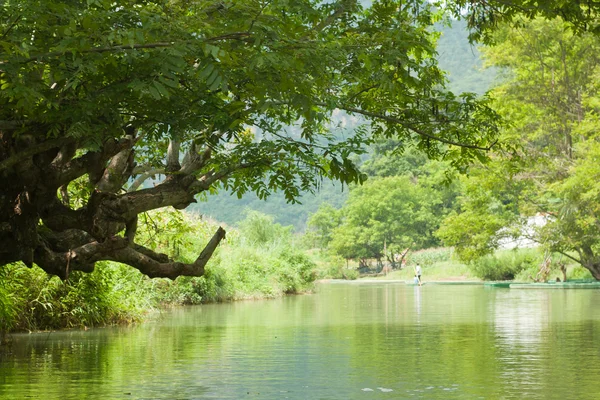 stock image Tree over river and boats