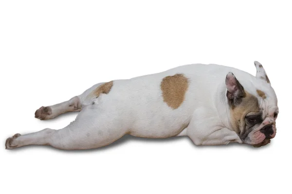 Francia bulldog kiskutya — Stock Fotó