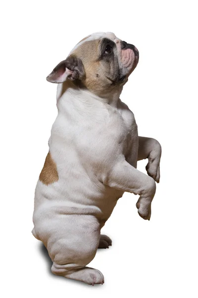 Francia bulldog kiskutya — Stock Fotó