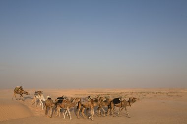 Camels In Sahara Desert clipart