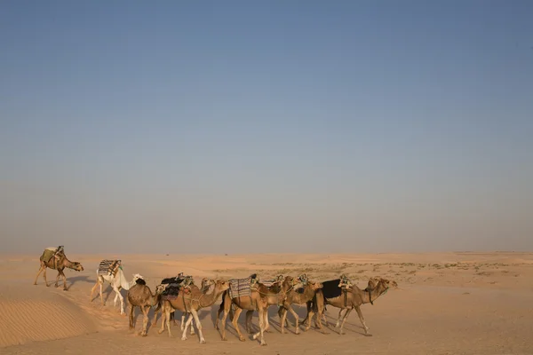 Wielbłądy w pustyni sahara — Zdjęcie stockowe