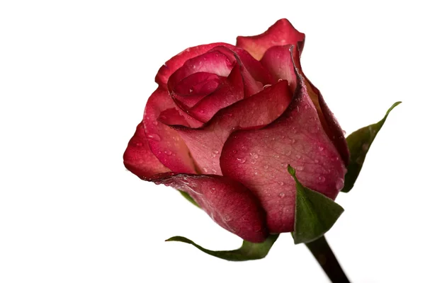 Rote Rose Für Besondere Momente Isoliert Auf Weiß — Stockfoto