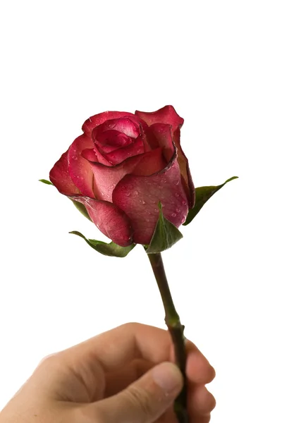 Rote Rose für besondere Momente — Stockfoto