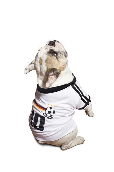 Franse bulldog — Stockfoto
