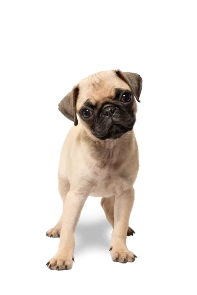 Franse Bulldog Puppy Geïsoleerd Witte Achtergrond — Stockfoto