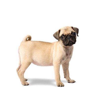 Pug Puppy clipart