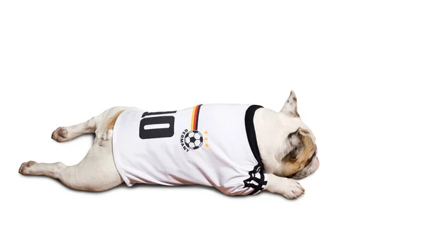 Französische Bulldogge Welpe Isoliert Auf Weißem Hintergrund — Stockfoto