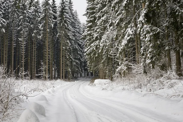 Winter Landscape Background Forest Snow — Stock Photo, Image