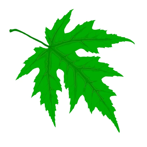 Grönt blad — Stock vektor