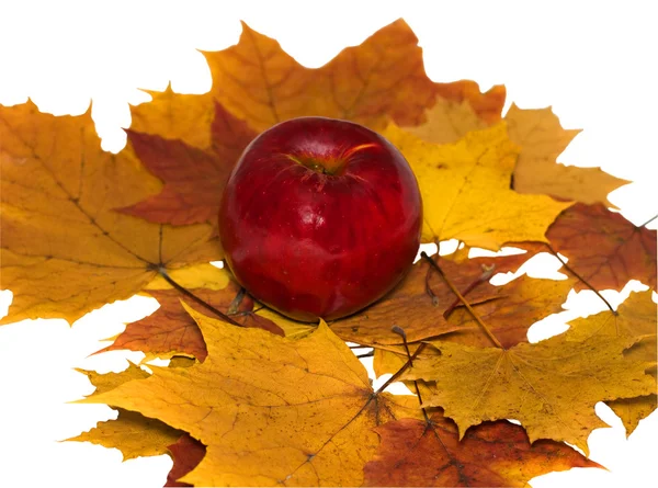 stock image Apple on maple leaves