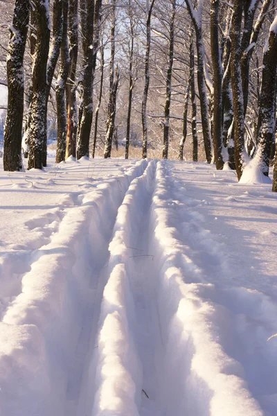 Trails in the snow in the park — Stock Photo, Image