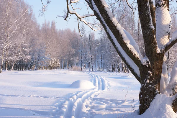 Trails in the snow in the park — Stock Photo, Image