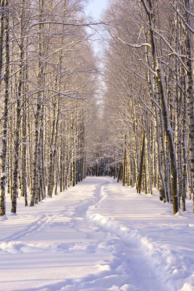 The path in the snow in the park — Stock Photo, Image