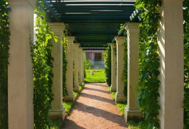 Shady colonnade overgrown with green ivy summer sunny day clipart