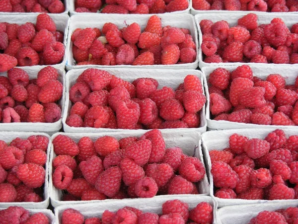 Boxed Raspberries — Stock Photo, Image