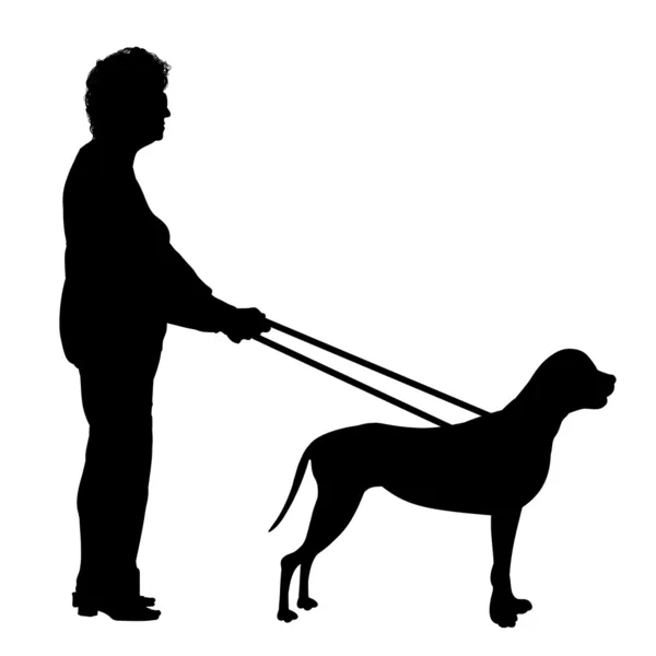 导盲犬 — 图库照片