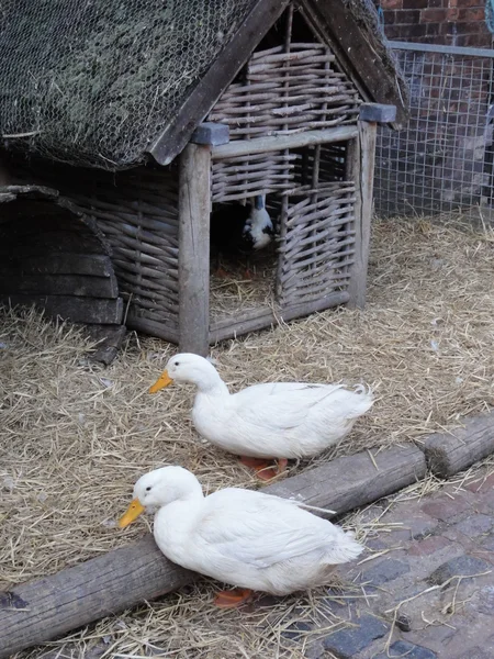 stock image Duck house