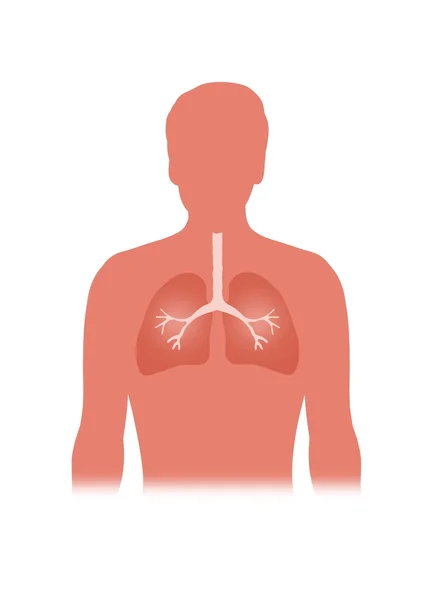 Illustrated Lungs — Stock Photo, Image