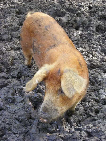 Свинья в грязи — стоковое фото