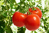 Tomaten auf Büschen