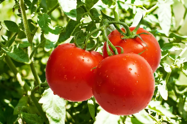 Tomates em Bush — Fotografia de Stock